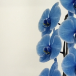 奇跡のように美しい青い胡蝶蘭『ブルーエレガンス』の花言葉