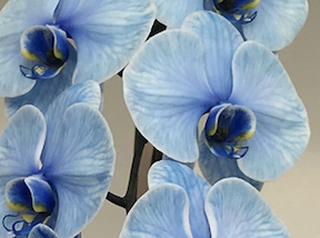 青い胡蝶蘭 ブルーエレガンス の幻想的で美しい唯一無二の魅力と花言葉 Flower Guide 胡蝶蘭 贈答
