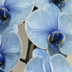 青い胡蝶蘭「ブルーエレガンス」の幻想的で美しい唯一無二の魅力と花言葉
