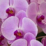 ピンクの胡蝶蘭を大切な人に贈ろう！花言葉や色の種類について解説